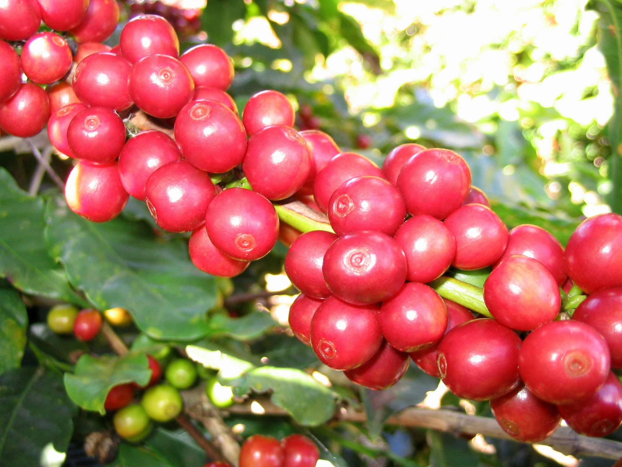 Positive signals for farm produce exports